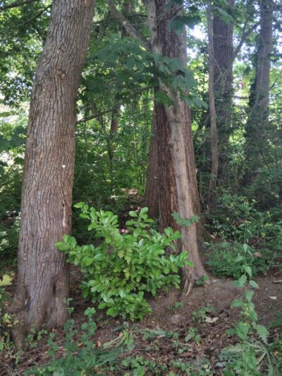 Angle Lake Park Nature Trail - SeaTac, WA