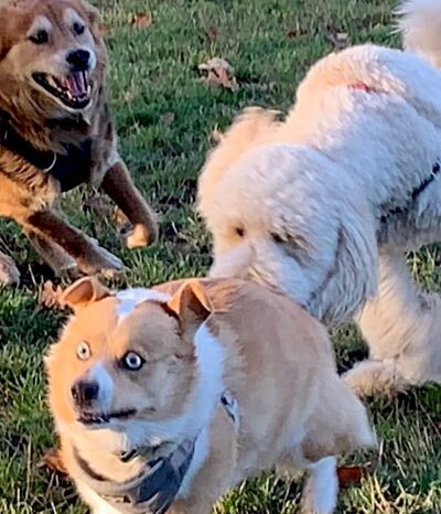 Seattle Offleash - ,