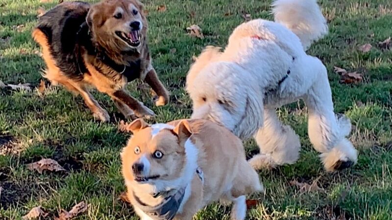 Seattle Offleash - ,