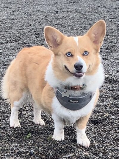 Seattle Offleash - ,