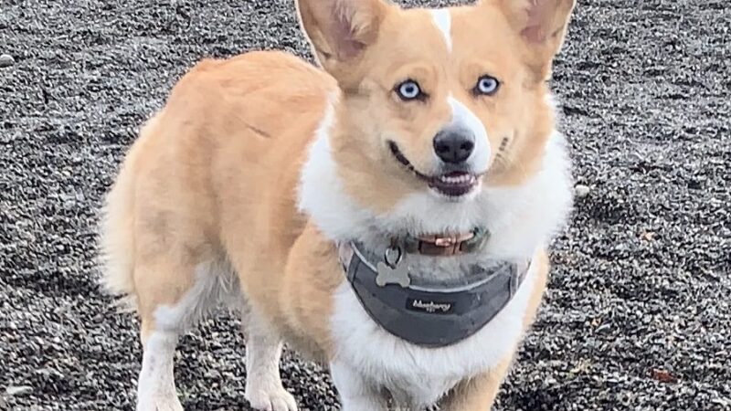 Seattle Offleash - ,