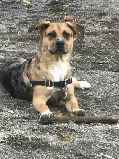 Seattle Offleash - ,