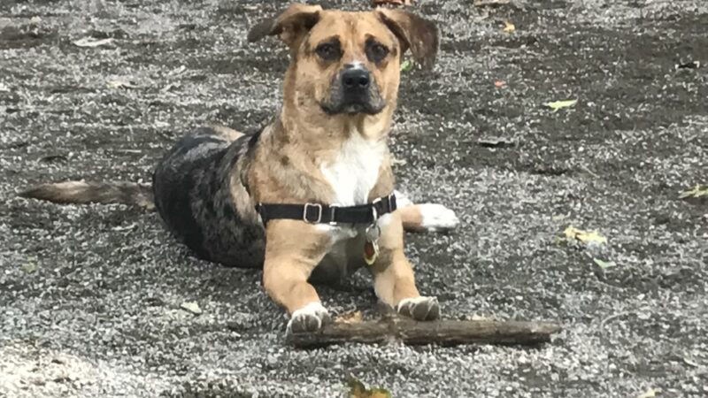 Seattle Offleash - ,