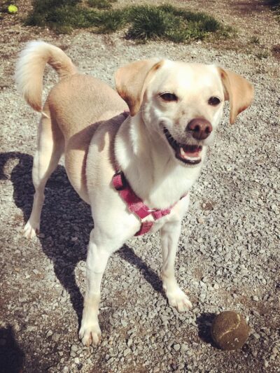 Seattle Offleash - ,