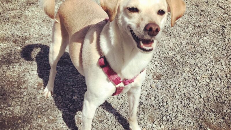 Seattle Offleash - ,