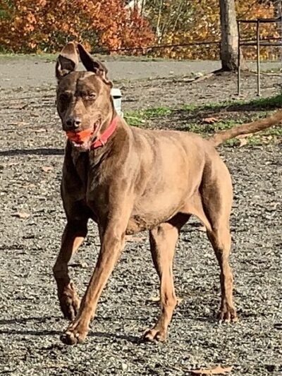 Seattle Offleash - ,