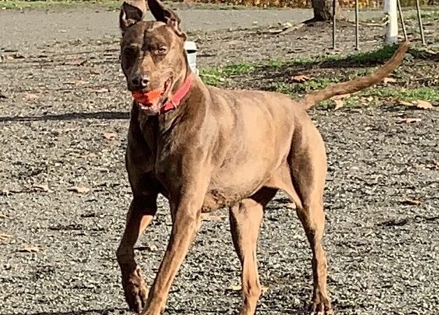 Seattle Offleash - ,