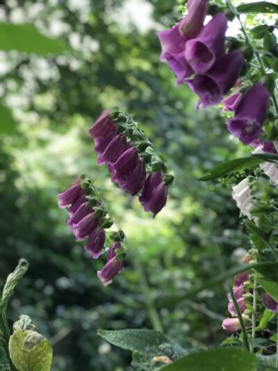 Crockett to Dexter Trail - Seattle, WA