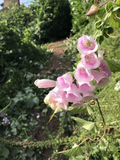 Crockett to Dexter Trail - Seattle, WA