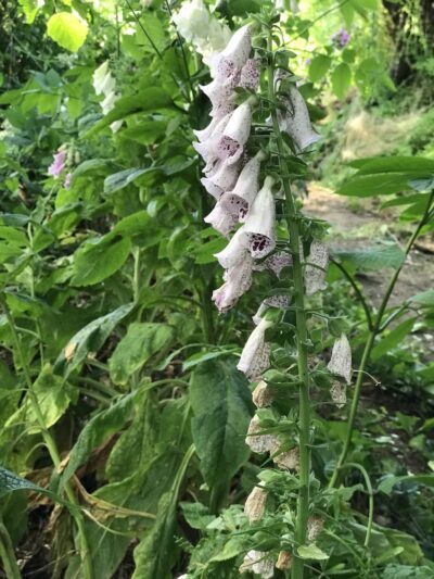 Crockett to Dexter Trail - Seattle, WA