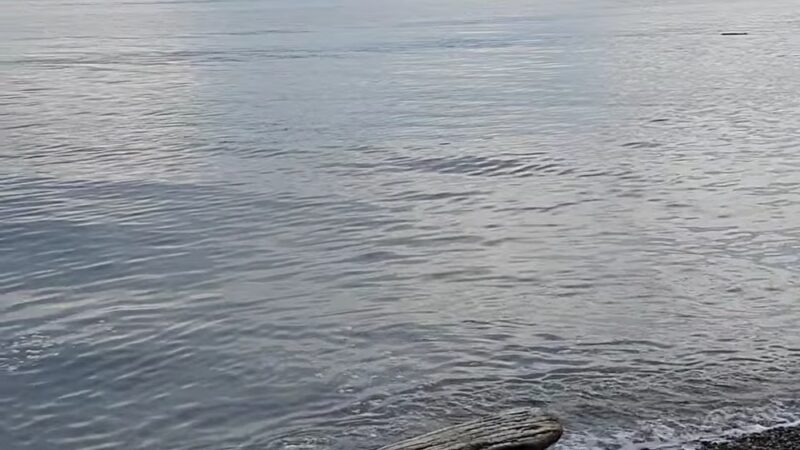 Picnic Shelter #3 - Seattle, WA