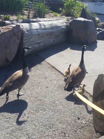 28th Ave. NW Street End Park - Seattle, WA