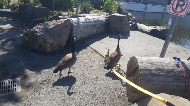 28th Ave. NW Street End Park - Seattle, WA