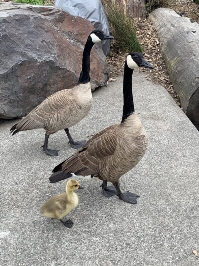 28th Ave. NW Street End Park - Seattle, WA