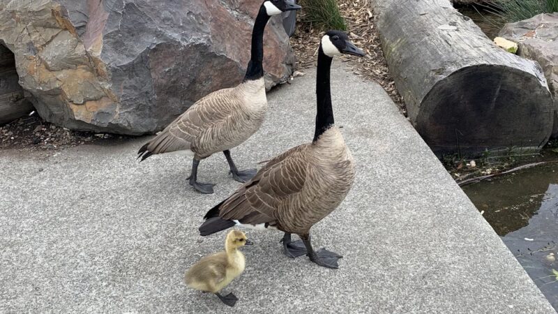 28th Ave. NW Street End Park - Seattle, WA