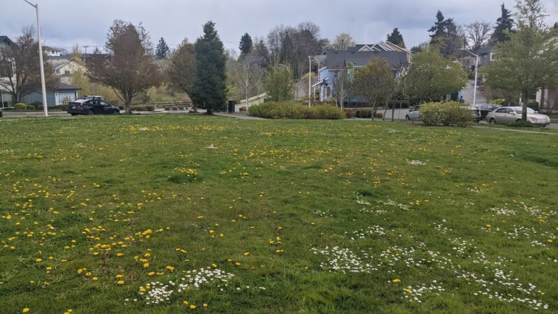 Adams Park - Seattle, WA