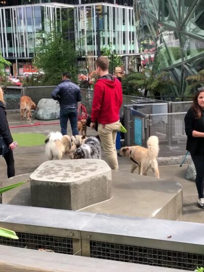 Amazon - Day 1 Dog Park - Seattle, WA