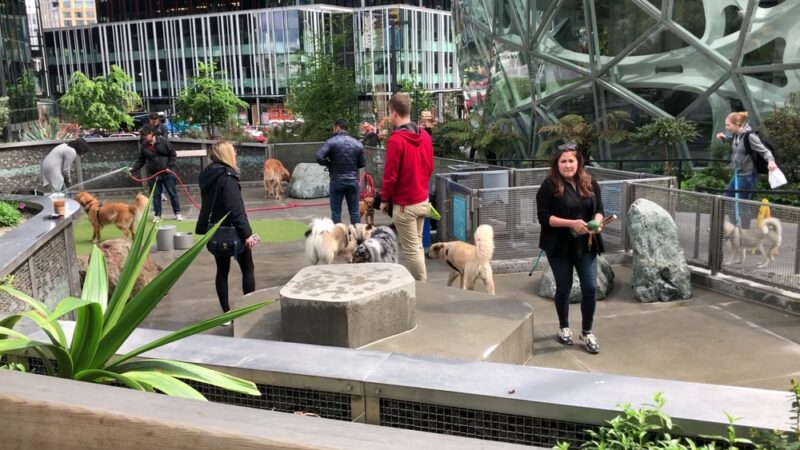 Amazon - Day 1 Dog Park - Seattle, WA