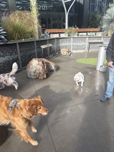 Amazon - Day 1 Dog Park - Seattle, WA