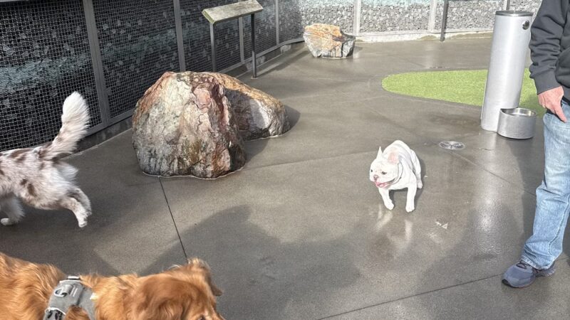 Amazon - Day 1 Dog Park - Seattle, WA