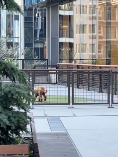 Amazon - Nitro Dog Park - Seattle, WA