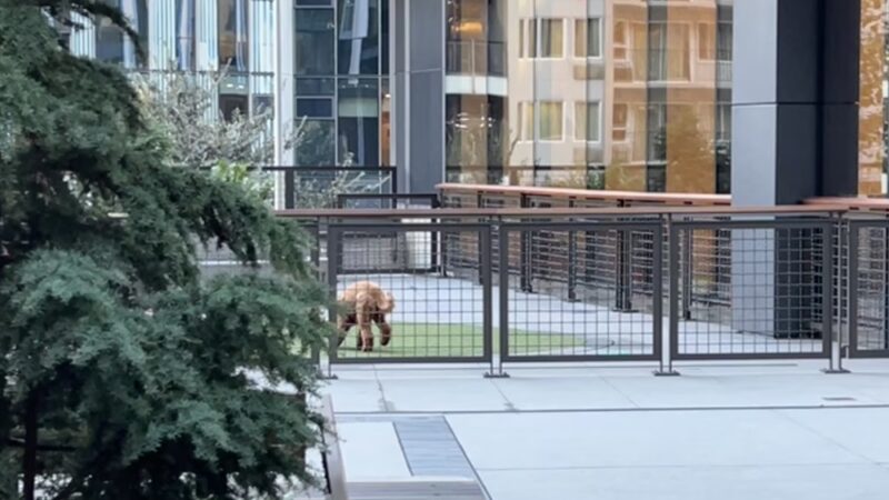 Amazon - Nitro Dog Park - Seattle, WA