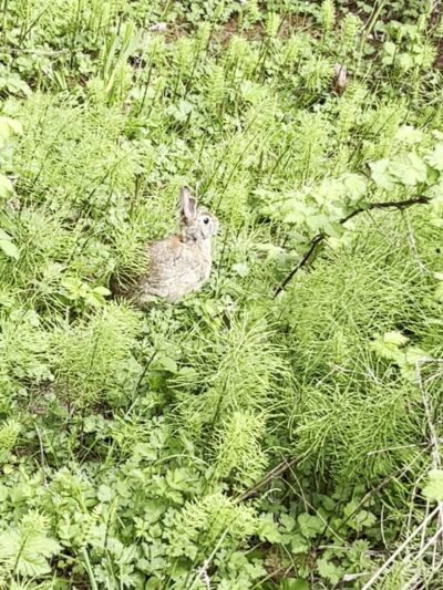 Arboretum Loop Trail - Seattle, WA