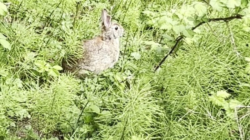 Arboretum Loop Trail - Seattle, WA