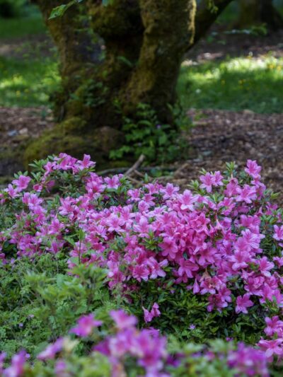 Arboretum Loop Trail - Seattle, WA