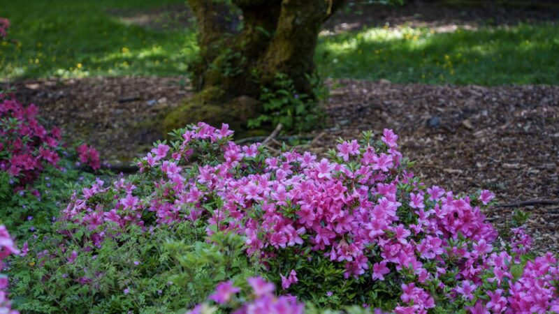 Arboretum Loop Trail - Seattle, WA