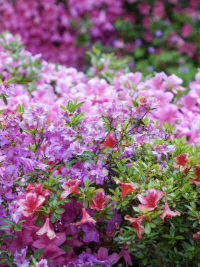 Arboretum Loop Trail - Seattle, WA