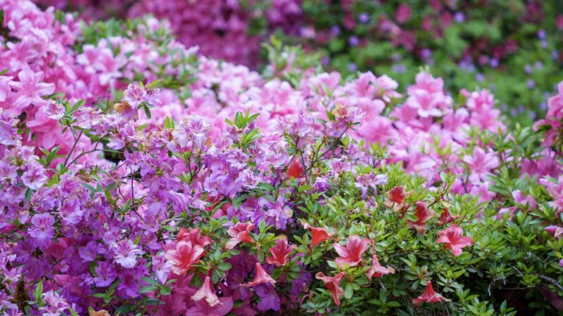 Arboretum Loop Trail - Seattle, WA