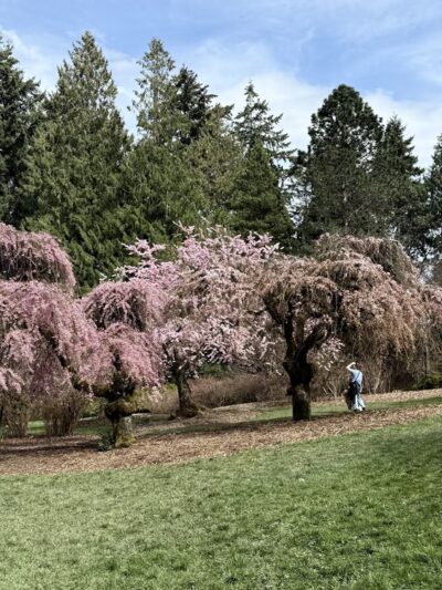 Azalea Way - Seattle, WA