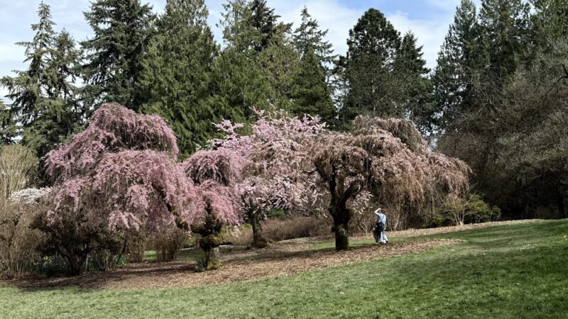 Azalea Way - Seattle, WA