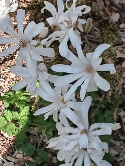 Azalea Way - Seattle, WA