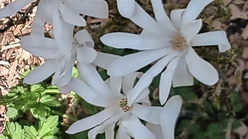 Azalea Way - Seattle, WA