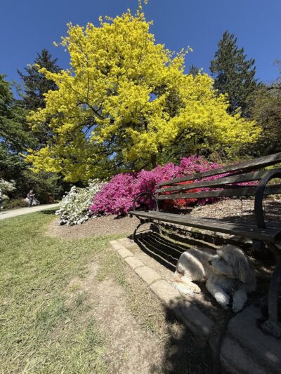 Azalea Way - Seattle, WA