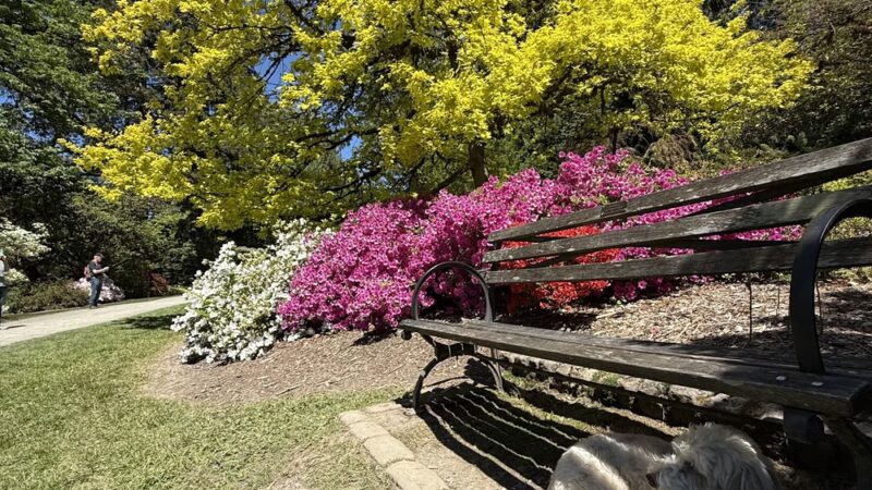 Azalea Way - Seattle, WA