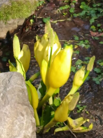 Azalea Way - Seattle, WA