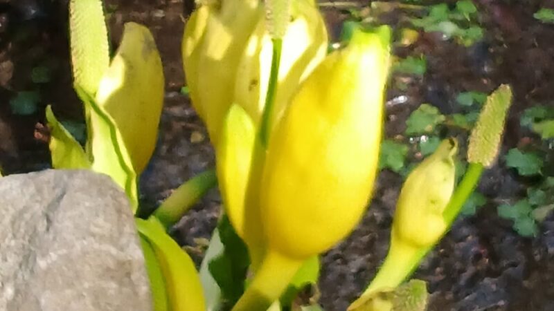 Azalea Way - Seattle, WA