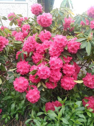 Ballard Playground - Seattle, WA