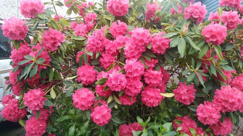 Ballard Playground - Seattle, WA