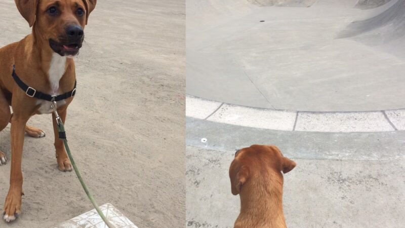 Ballard Playground - Seattle, WA