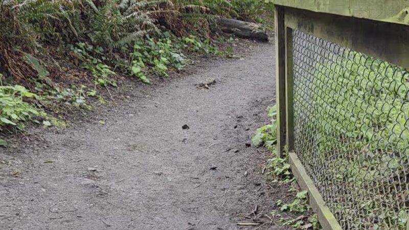 Beach Trail - Seattle, WA