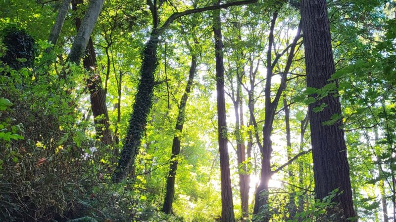 Beach Trail - Seattle, WA