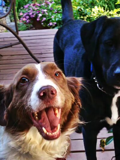 Blue Dog Pond - Seattle, WA