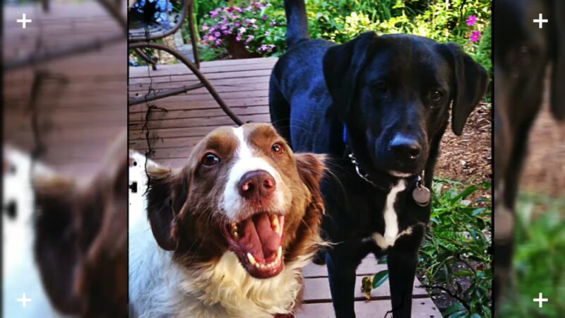 Blue Dog Pond - Seattle, WA