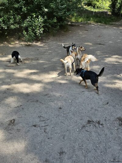Blue Dog Pond - Seattle, WA