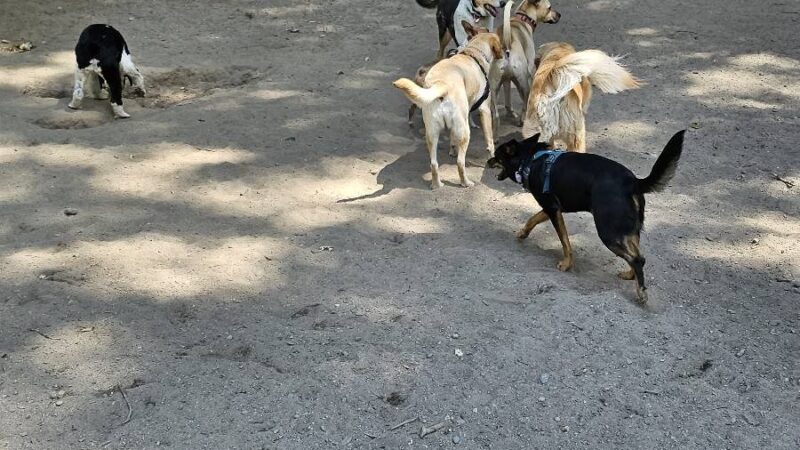 Blue Dog Pond - Seattle, WA