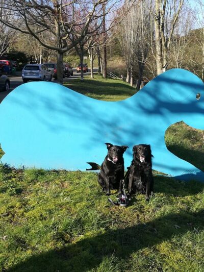 Blue Dog Pond - Seattle, WA